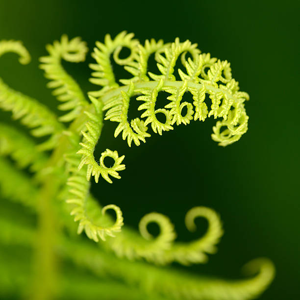 fern liść złożony - fern new zealand macro frond zdjęcia i obrazy z banku zdjęć