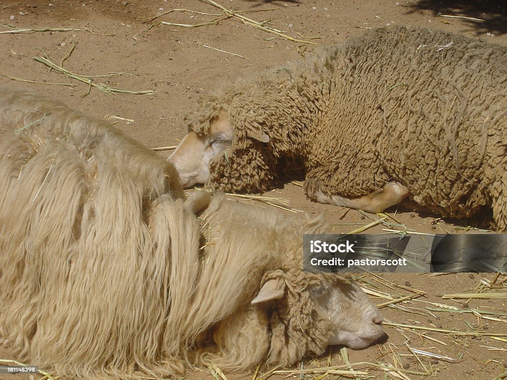Pecore e sdraiato a dormire - Foto stock royalty-free di Pecora Karakul