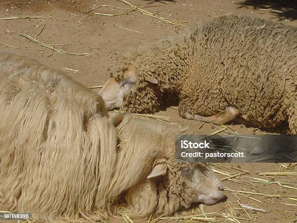 Owce Śpi I Ustanawiające - zdjęcia stockowe i więcej obrazów Karakul Owca - Karakul Owca, Wensleydale Owca, Bez ludzi