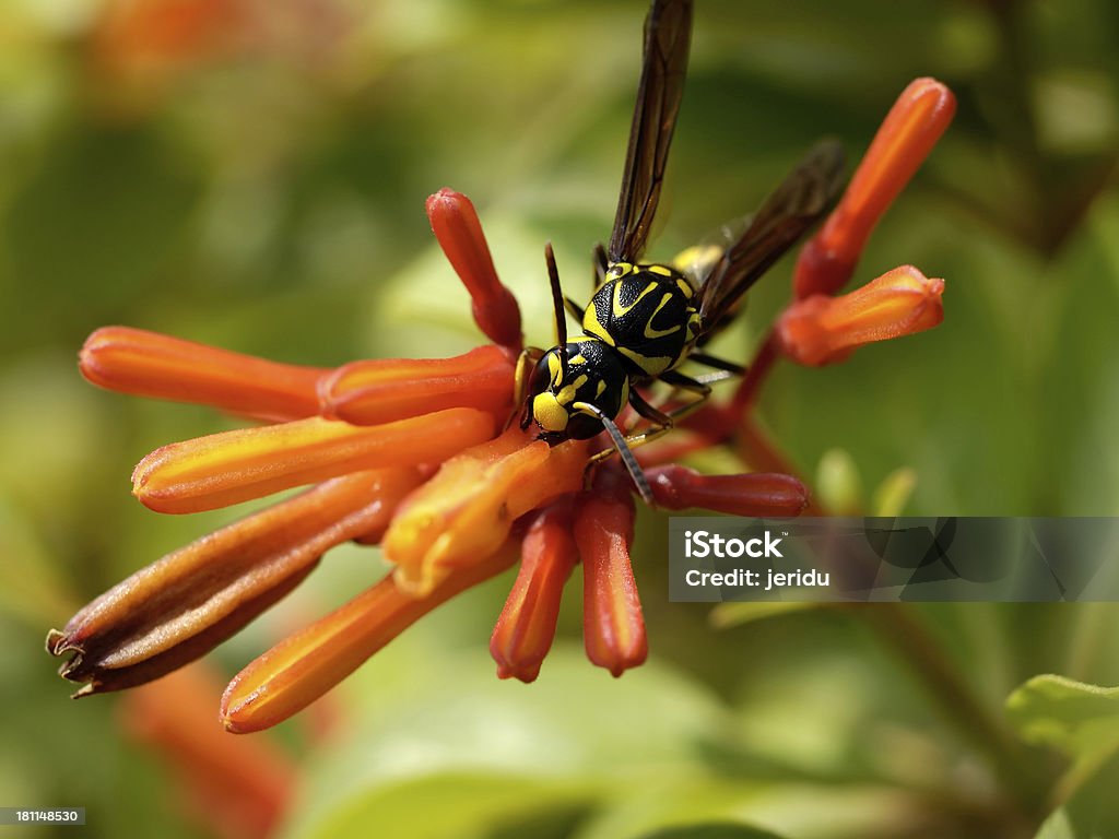 Guêpe à fleurs - Photo de Faune libre de droits