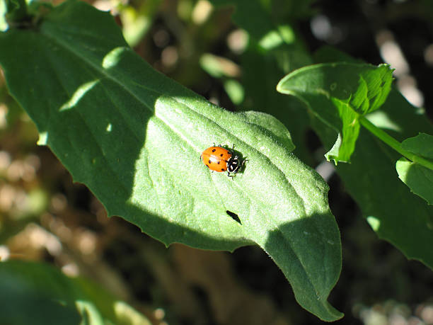 Ladybug Munching stock photo