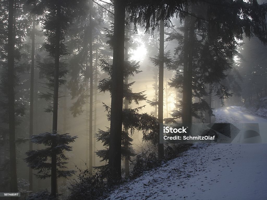 Invierno landcape - Foto de stock de Abeto libre de derechos