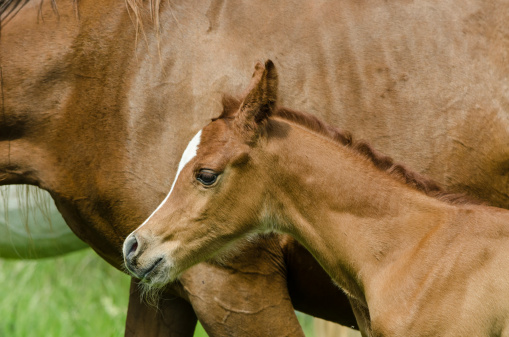 beautiful little brown colt foal horse in Texas farm field