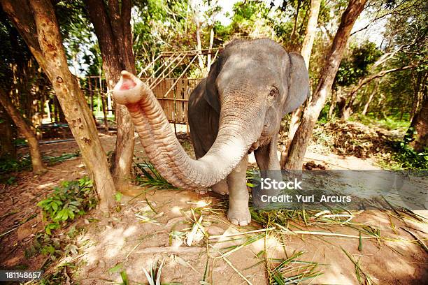 Riserva Degli Elefanti Di Tailandese - Fotografie stock e altre immagini di Elefante - Elefante, Tailandia, Proboscide di elefante