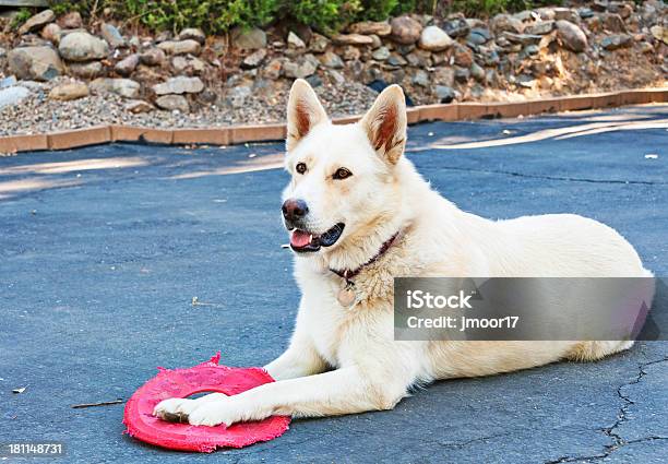 Ready For Picture Stock Photo - Download Image Now - Color Image, Dog, Horizontal