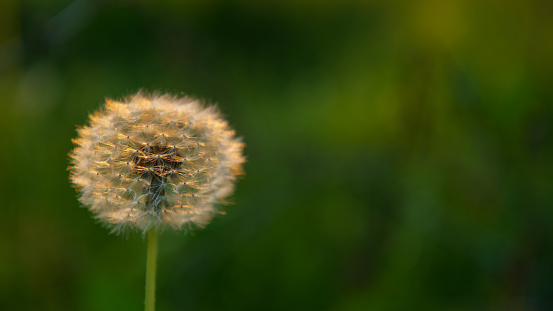 One head of a dandelion flower with seeds on a blurred green background. Natural background.