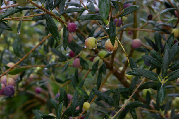 Olives wet from rain growing right on the branches