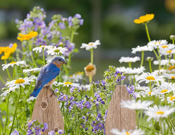 Eastern Bluebird, male , perched on a Wooden Picket Fence in a field of wildflowers