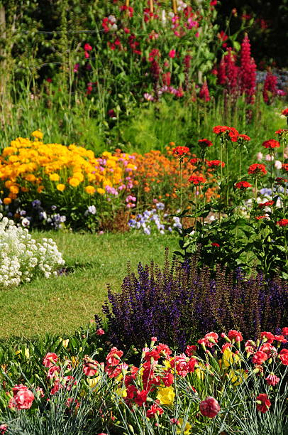 istock Insect garden, U.K. 181148935