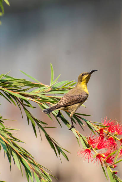 istock Brown-throated sunbird 1811489408