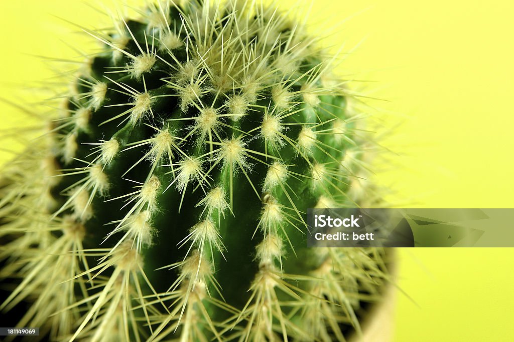 cactus Black Color Stock Photo