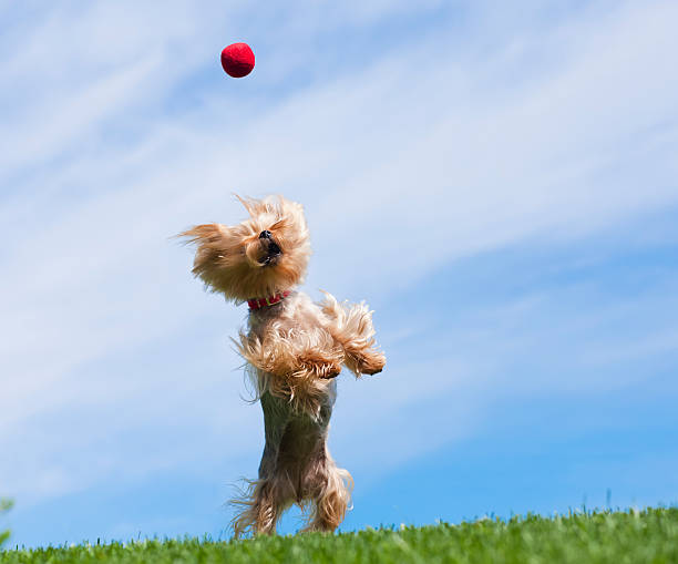 Yorkshire Terrier dog catching a ball in the air.