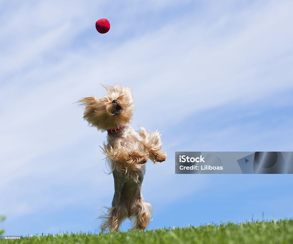 Yorkshire Terrier Cachorro Apanhar a bola no ar - Royalty-free Cão Foto de stock