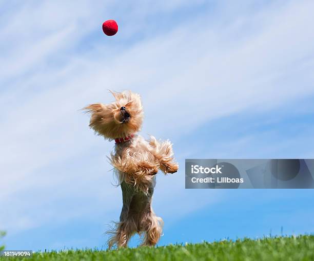 Yorkshire Terrier Cachorro Apanhar A Bola No Ar - Fotografias de stock e mais imagens de Cão - Cão, Saltar, Bola