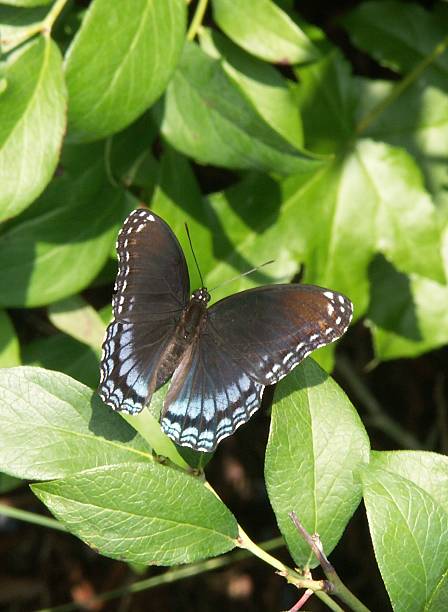 istock Butterfly - in black and blue 181149240