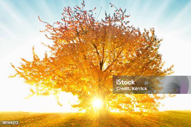 Dreamtree Stockfoto und mehr Bilder von Abstrakt - Abstrakt, Ast - Pflanzenbestandteil, Baum