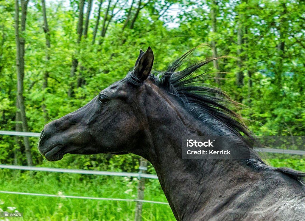 Asil Арабские лошади-Жеребец Портрет в-галоп - Стоковые фото Арабская лошадь роялти-фри