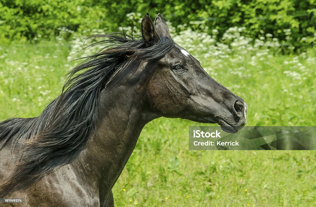 Asil Garanhão Cavalo árabe-Retrato em gallop - Royalty-free Animal Foto de stock