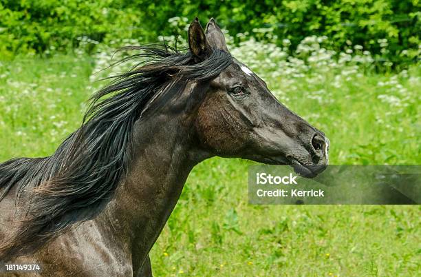 Asil Garanhão Cavalo Áraberetrato Em Gallop - Fotografias de stock e mais imagens de Animal - Animal, Animal Doméstico, Animal macho