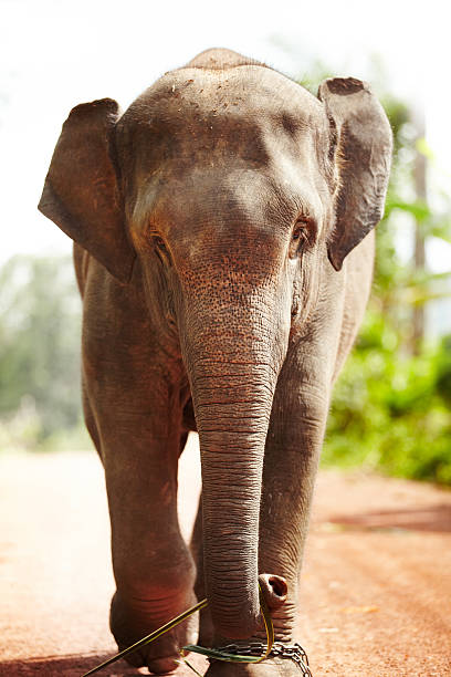 A working Thai elephant walking along a dirt road