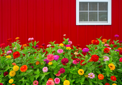 Colorful Zinnias grow in front of a bright red barn. Perfect image for Summer or Fall project. Copy Space at top left of image.
