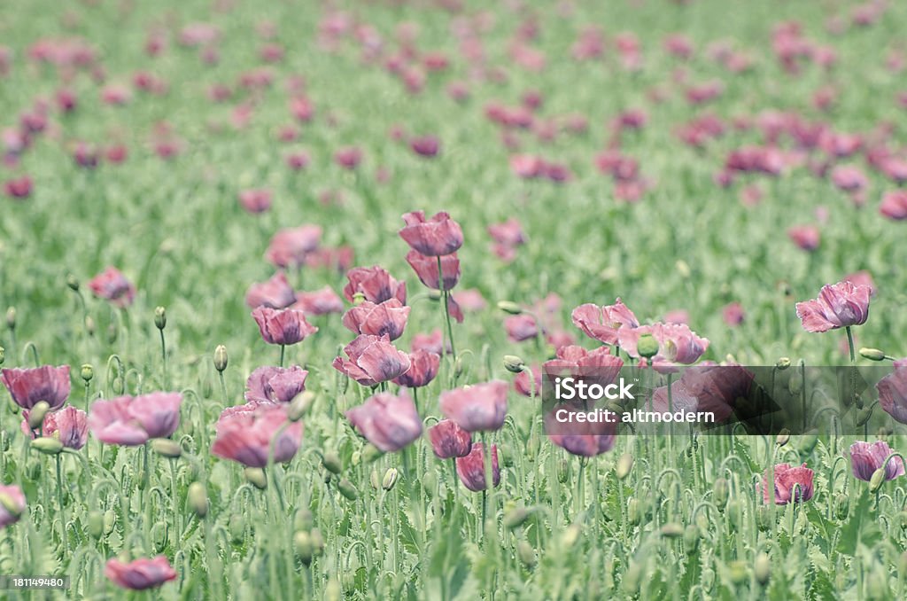 Pink poppies Pink poppies field Agricultural Field Stock Photo