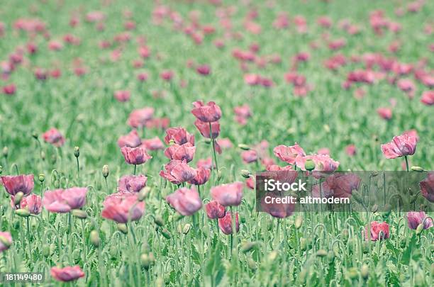 Pink Poppies Stock Photo - Download Image Now - Agricultural Field, Beauty In Nature, Design