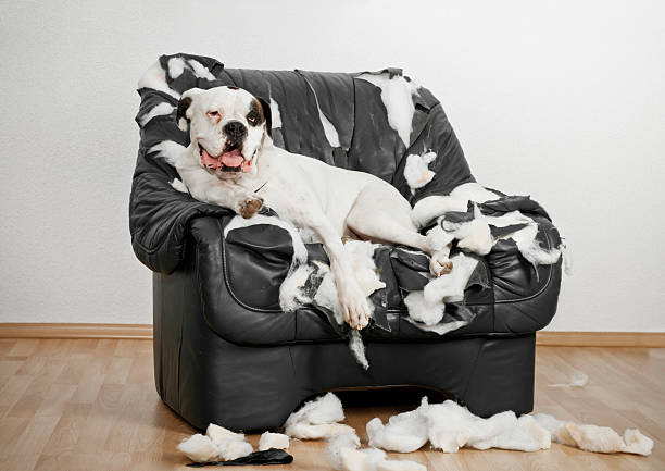 istock White Boxer dog is on a ruined leather chair. 181149532