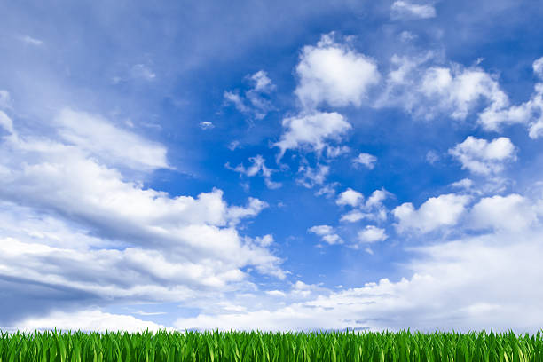 hierba con cielo - clear sky nobody blade of grass summer fotografías e imágenes de stock