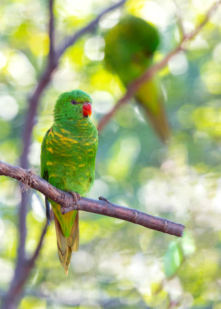 istock Scaly-breasted Lorikeet (Trichoglossus chlorolepidotus) in Radiant Plumage 1811496268