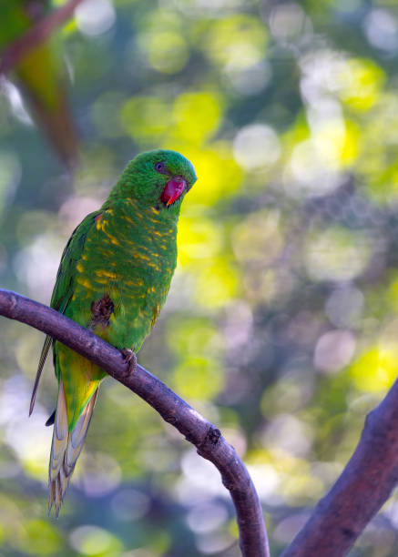 istock Scaly-breasted Lorikeet (Trichoglossus chlorolepidotus) in Radiant Plumage 1811496272
