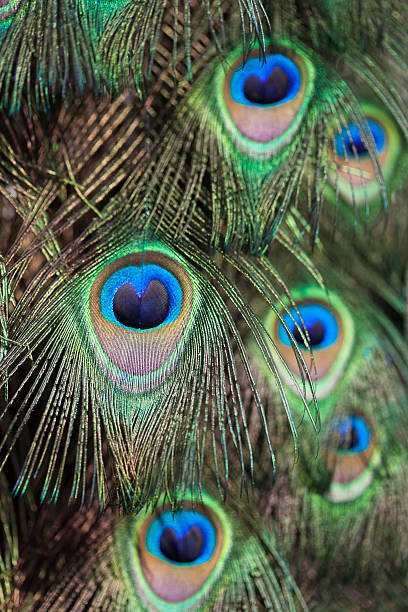 istock Closeup View Of Peacock Feathers 181149919