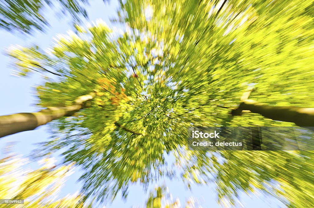 Bäume in motion - Lizenzfrei Aufnahme von unten Stock-Foto