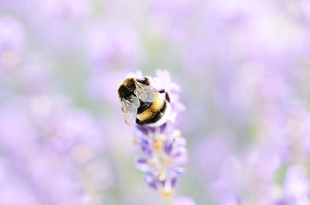 istock Bumblebee  on lavender flower top 181149955