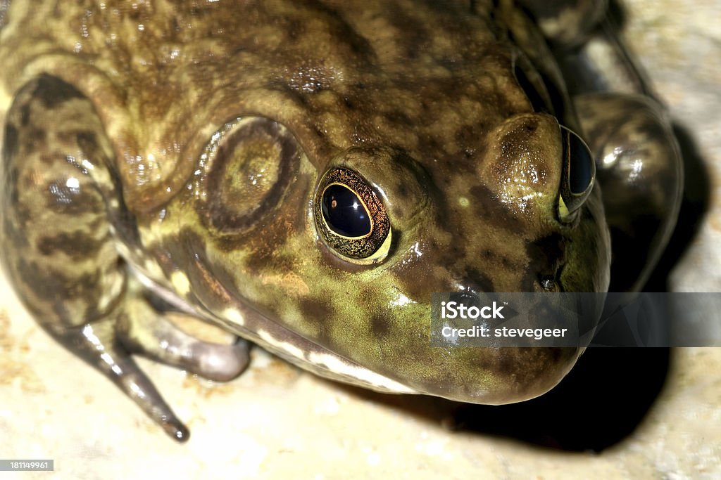 Bullfrog ( bullfrog ) - Zbiór zdjęć royalty-free (Ameryka)