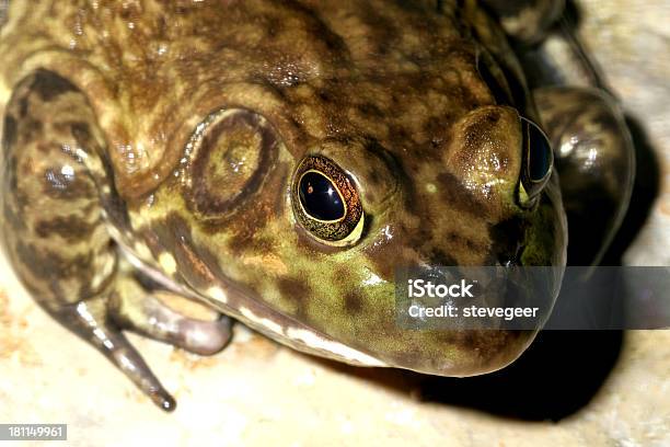 Foto de Rãgigante e mais fotos de stock de Anfíbio - Anfíbio, Animal, Animal selvagem