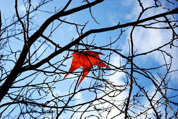 The last autumn leaf stock photo