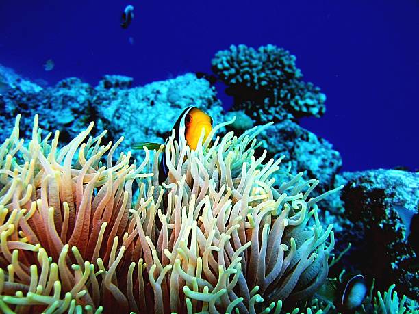 istock Clown in Exotic Anemonie 181149999