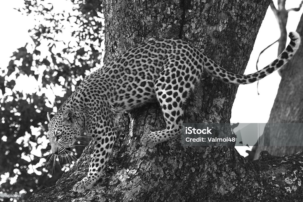 Leopard - Lizenzfrei Afrika Stock-Foto