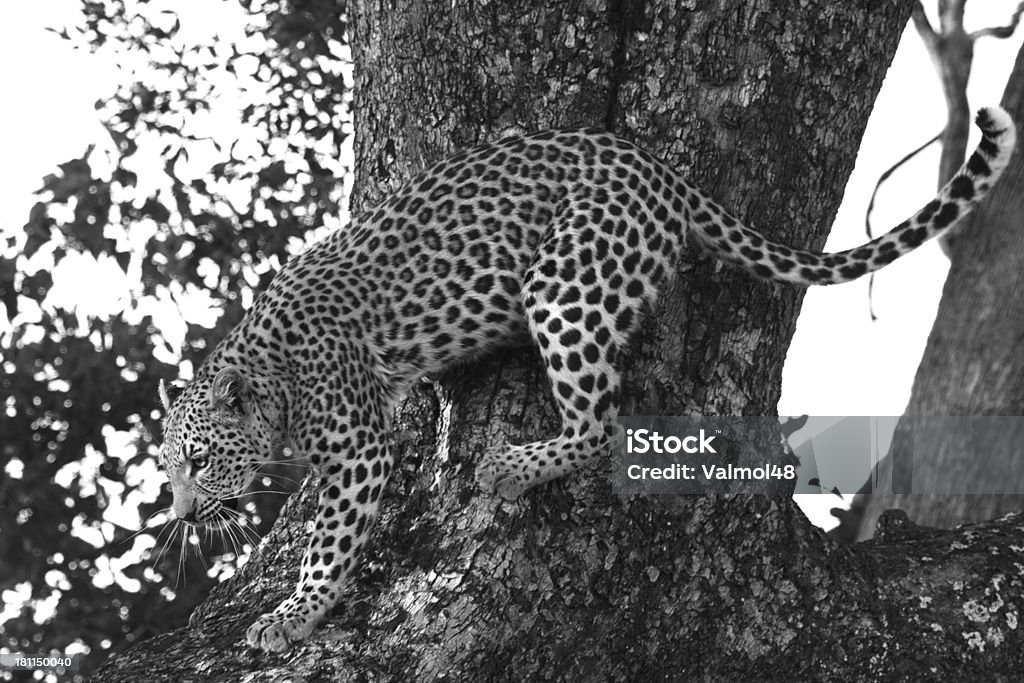 Leopardo - Royalty-free Animais caçando Foto de stock