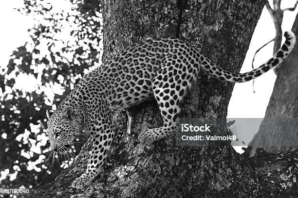 Leopardo - Fotografias de stock e mais imagens de Animais caçando - Animais caçando, Animal, Animal selvagem