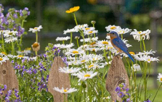 Eastern Bluebird, male , perched on a Wooden Picket Fence in a field of wildflowers, holding a worm in its bill