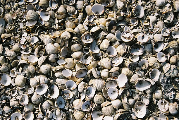 Cockle shells 2 stock photo