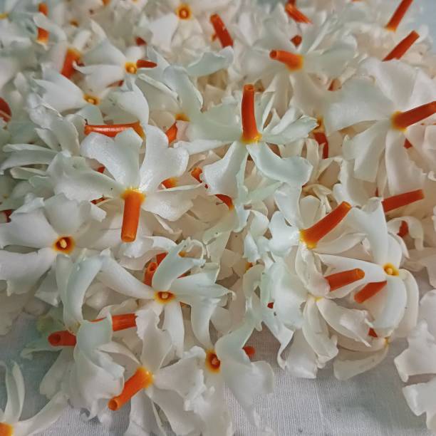 istock A group of white flowers on a white surface. 1811501398