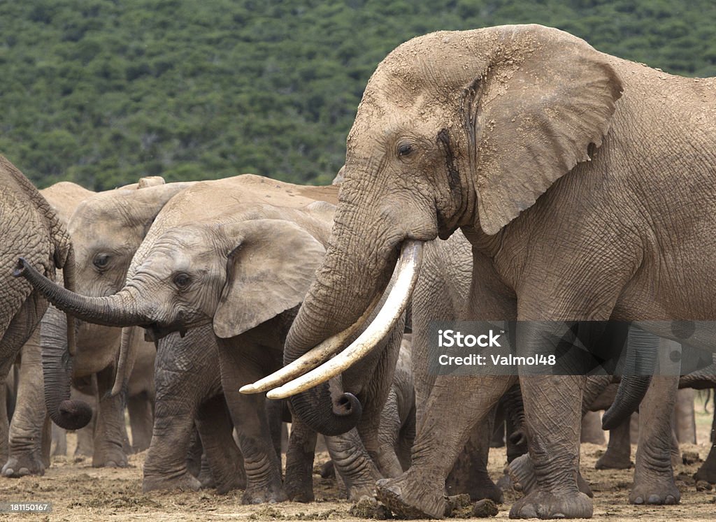 elefante - Foto stock royalty-free di Addo