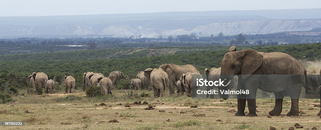 Elefante - Royalty-free Addo Foto de stock