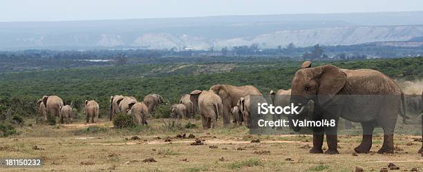 Elefante - Fotografias de stock e mais imagens de Addo - Addo, Adulto, Animal