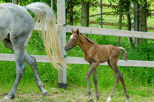 asil 아라비아 말이었습니다-암망아지 경기 - asil arabian horse 뉴스 사진 이미지