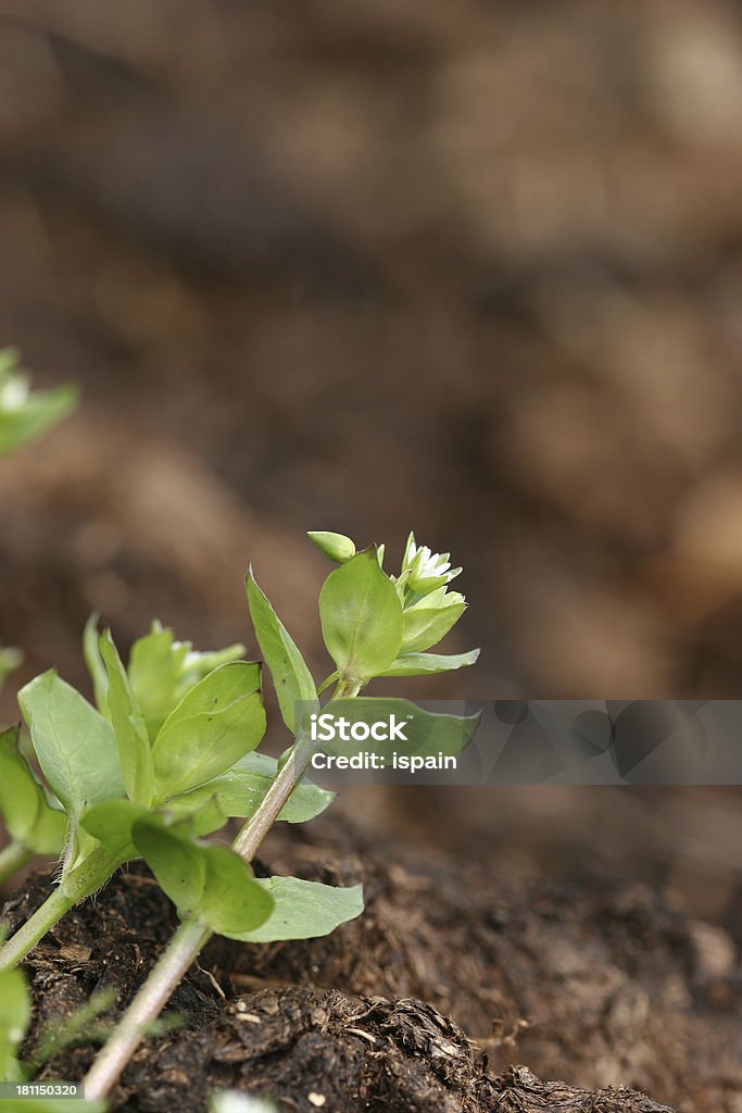 Seedling growing on soil Agriculture related - An early seedling growing on fresh soil. Agriculture Stock Photo