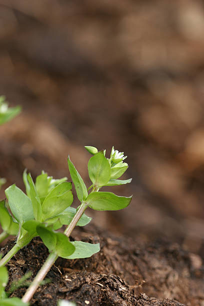 Seedling growing on soil stock photo